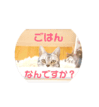 Marble CAFE保護猫たちの日常スタンプです（個別スタンプ：6）