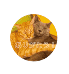 Marble CAFE保護猫たちの日常スタンプです（個別スタンプ：7）