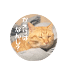 Marble CAFE保護猫たちの日常スタンプです（個別スタンプ：10）