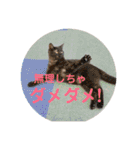 Marble CAFE保護猫たちの日常スタンプです（個別スタンプ：11）
