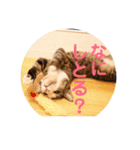 Marble CAFE保護猫たちの日常スタンプです（個別スタンプ：12）