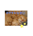 Marble CAFE保護猫たちの日常スタンプです（個別スタンプ：13）