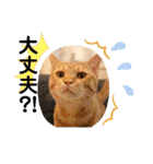 Marble CAFE保護猫たちの日常スタンプです（個別スタンプ：14）