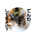 Marble CAFE保護猫たちの日常スタンプです（個別スタンプ：15）