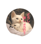 Marble CAFE保護猫たちの日常スタンプです（個別スタンプ：16）