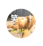 Marble CAFE保護猫たちの日常スタンプです（個別スタンプ：17）