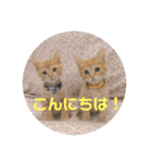 Marble CAFE保護猫たちの日常スタンプです（個別スタンプ：19）