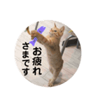 Marble CAFE保護猫たちの日常スタンプです（個別スタンプ：20）