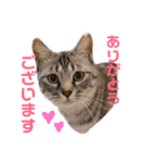 Marble CAFE保護猫たちの日常スタンプです（個別スタンプ：21）