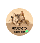 Marble CAFE保護猫たちの日常スタンプです（個別スタンプ：23）