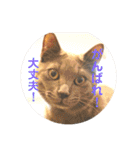 Marble CAFE保護猫たちの日常スタンプです（個別スタンプ：24）