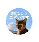 Marble CAFE保護猫たちの日常スタンプです（個別スタンプ：25）