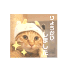 Marble CAFE保護猫たちの日常スタンプです（個別スタンプ：26）