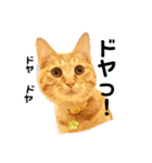 Marble CAFE保護猫たちの日常スタンプです（個別スタンプ：28）