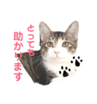 Marble CAFE保護猫たちの日常スタンプです（個別スタンプ：30）
