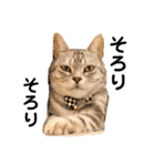Marble CAFE保護猫たちの日常スタンプです（個別スタンプ：32）