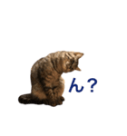 ぼく、ふくまる！（個別スタンプ：3）