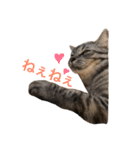 ぼく、ふくまる！（個別スタンプ：7）