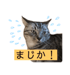 ぼく、ふくまる！（個別スタンプ：8）