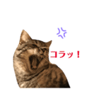 ぼく、ふくまる！（個別スタンプ：20）
