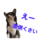 まっそのコロ助（個別スタンプ：3）