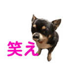 まっそのコロ助（個別スタンプ：9）
