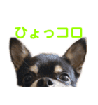 まっそのコロ助（個別スタンプ：15）
