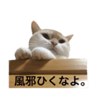 使い勝手のいいマンチカン -かいしょら-（個別スタンプ：9）