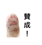 使い勝手のいいマンチカン -かいしょら-（個別スタンプ：14）