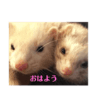 くるり＆こてつ（個別スタンプ：1）