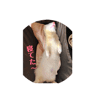 くるり＆こてつ（個別スタンプ：2）