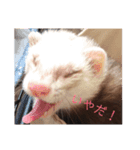 くるり＆こてつ（個別スタンプ：7）