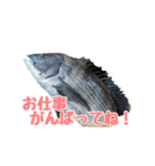 チヌさんスタンプ（個別スタンプ：3）