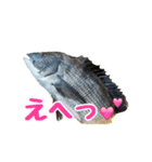 チヌさんスタンプ（個別スタンプ：21）