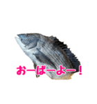 チヌさんスタンプ（個別スタンプ：22）