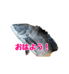 チヌさんスタンプ（個別スタンプ：24）