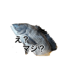 チヌさんスタンプ（個別スタンプ：28）