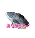 チヌさんスタンプ（個別スタンプ：31）