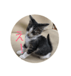 麦にゃん（個別スタンプ：1）