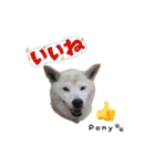 柴犬ポニー（個別スタンプ：9）