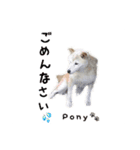 柴犬ポニー（個別スタンプ：10）