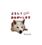 柴犬ポニー（個別スタンプ：11）