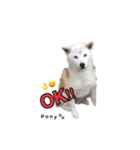 柴犬ポニー（個別スタンプ：12）