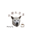 柴犬ポニー（個別スタンプ：13）
