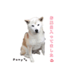 柴犬ポニー（個別スタンプ：14）