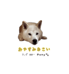 柴犬ポニー（個別スタンプ：15）