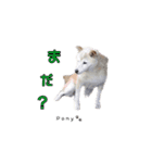 柴犬ポニー（個別スタンプ：16）
