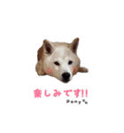 柴犬ポニー（個別スタンプ：17）