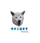 柴犬ポニー（個別スタンプ：18）