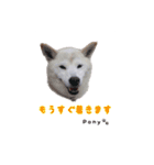 柴犬ポニー（個別スタンプ：19）